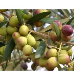 Arbequina Extra Virgin Olive Oil - Northern Hemisphere (Spain) ***JUST ARRIVED***